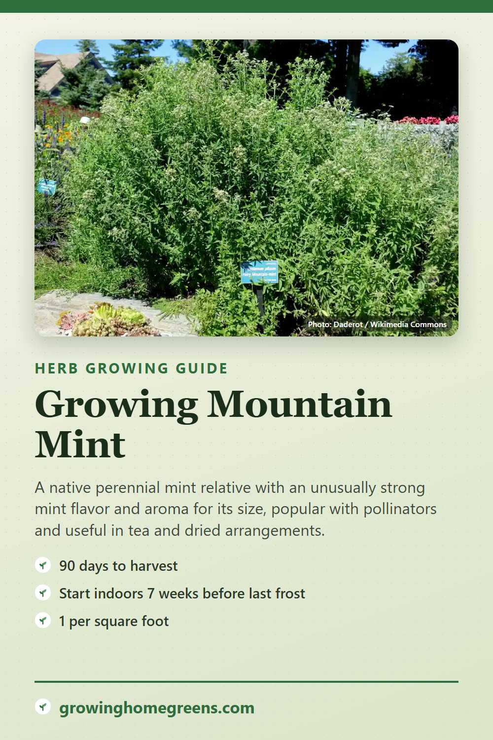 Mountain Mint: growing guide