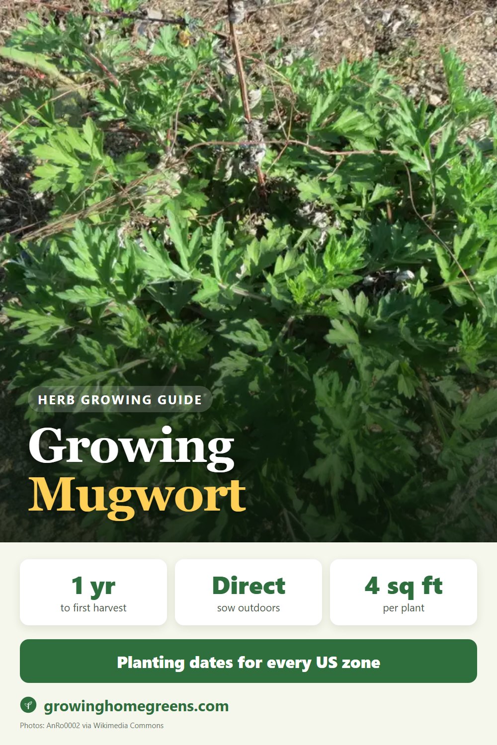 Mugwort: growing guide