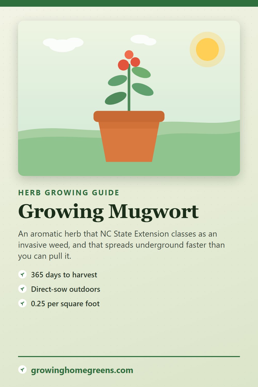 Mugwort: growing guide