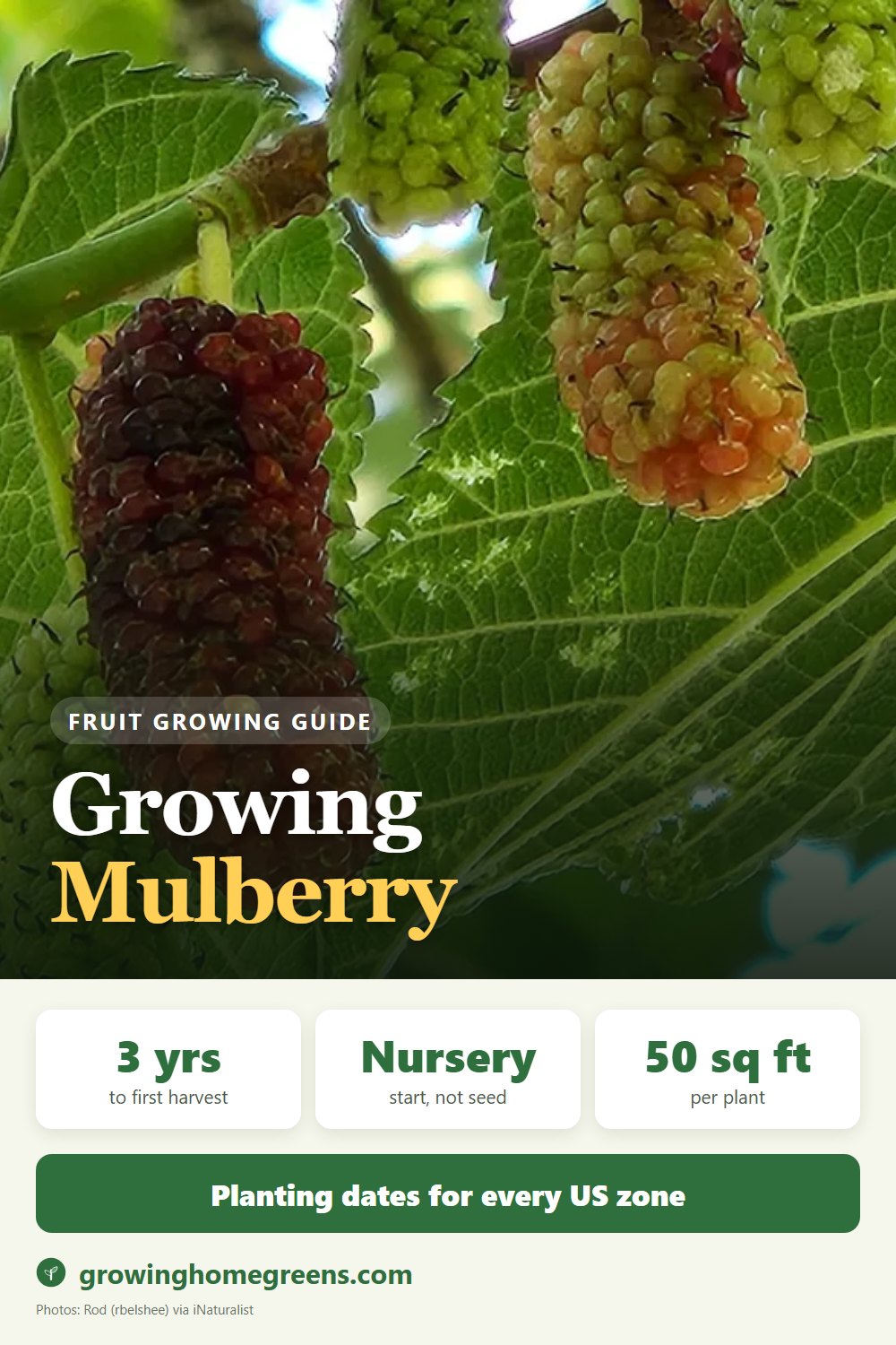Mulberry: growing guide
