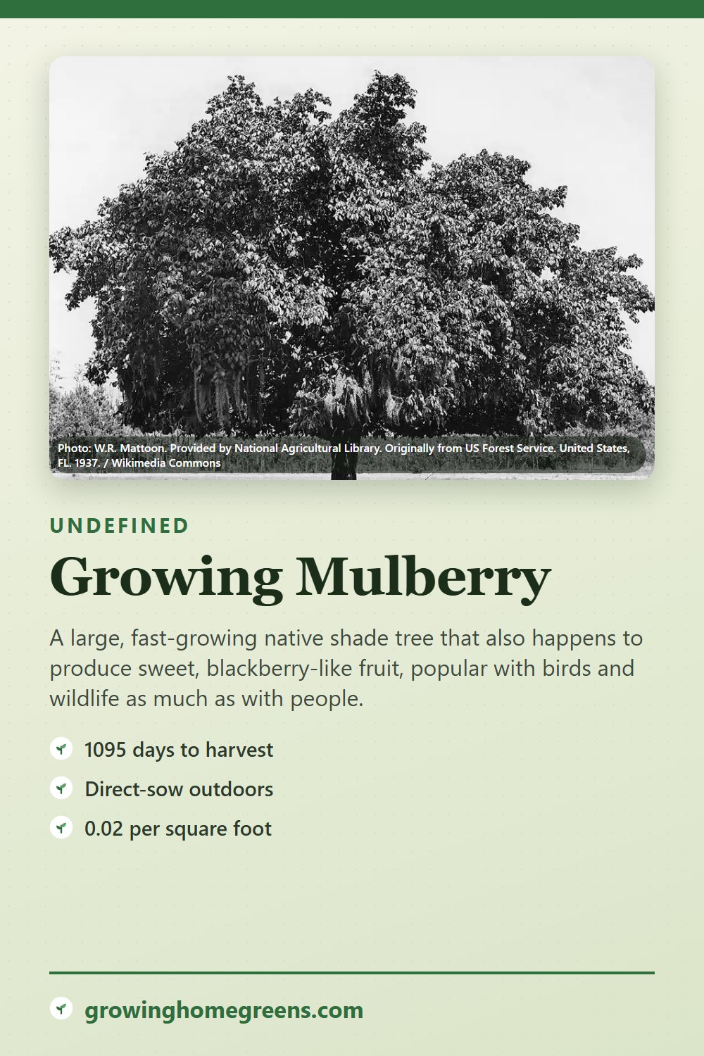 Mulberry: growing guide