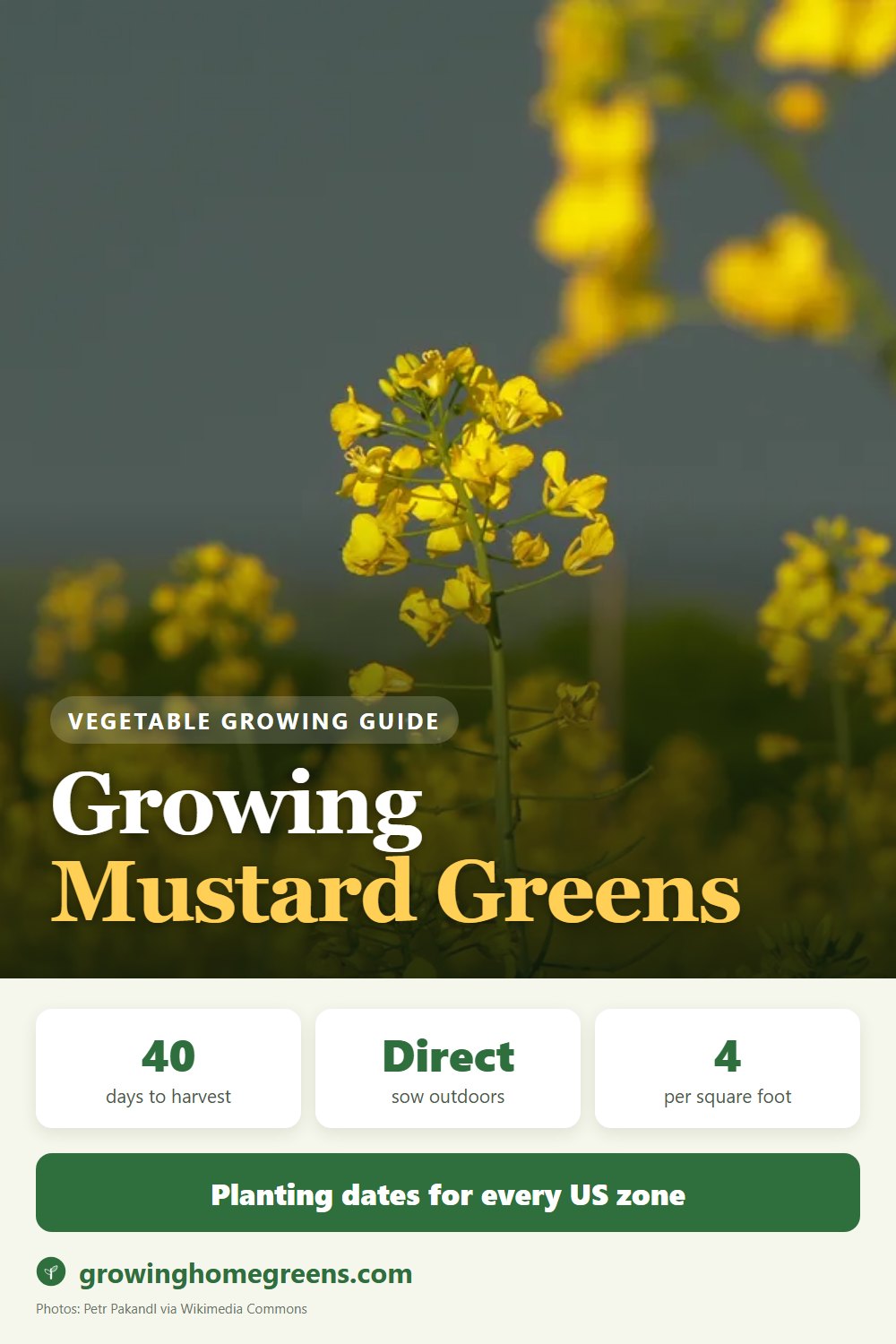 Mustard Greens: growing guide