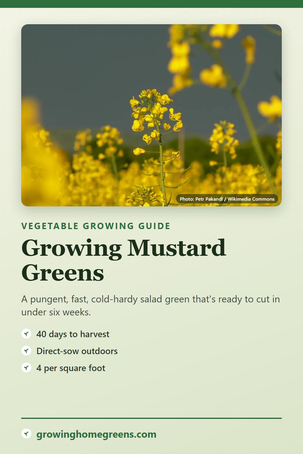 Mustard Greens: growing guide