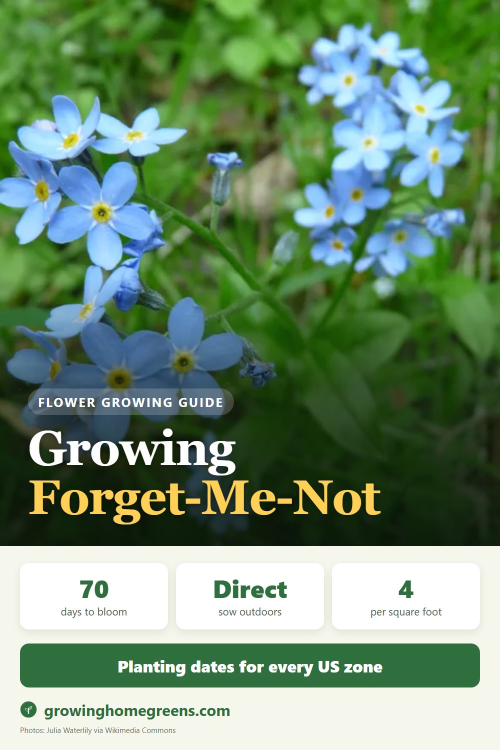 Forget-Me-Not: growing guide
