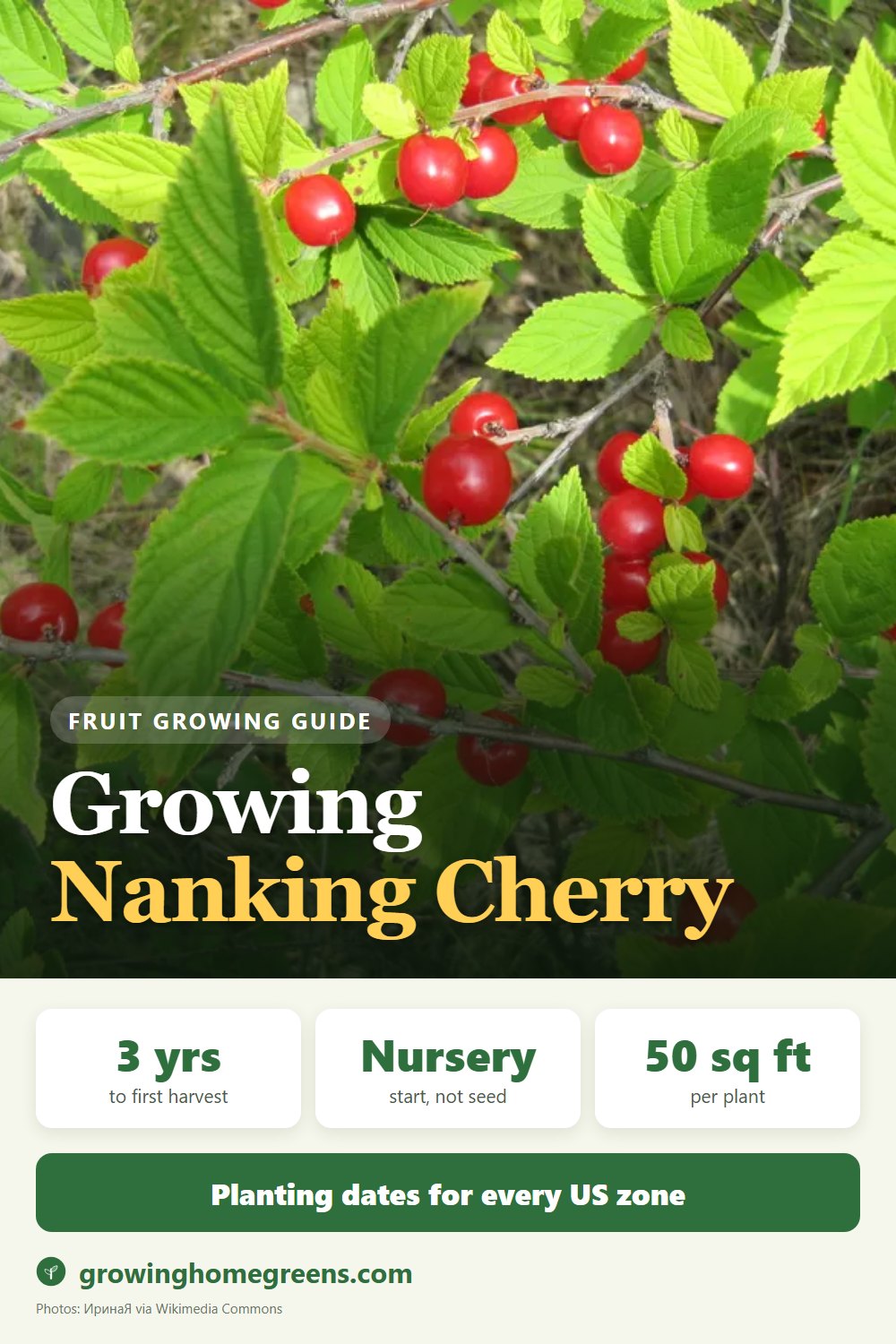 Nanking Cherry: growing guide
