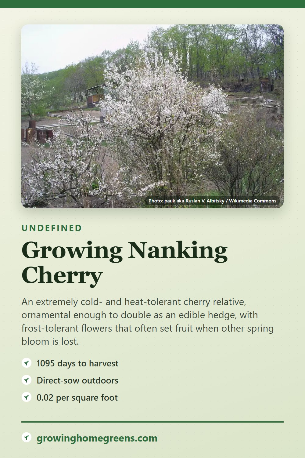 Nanking Cherry: growing guide