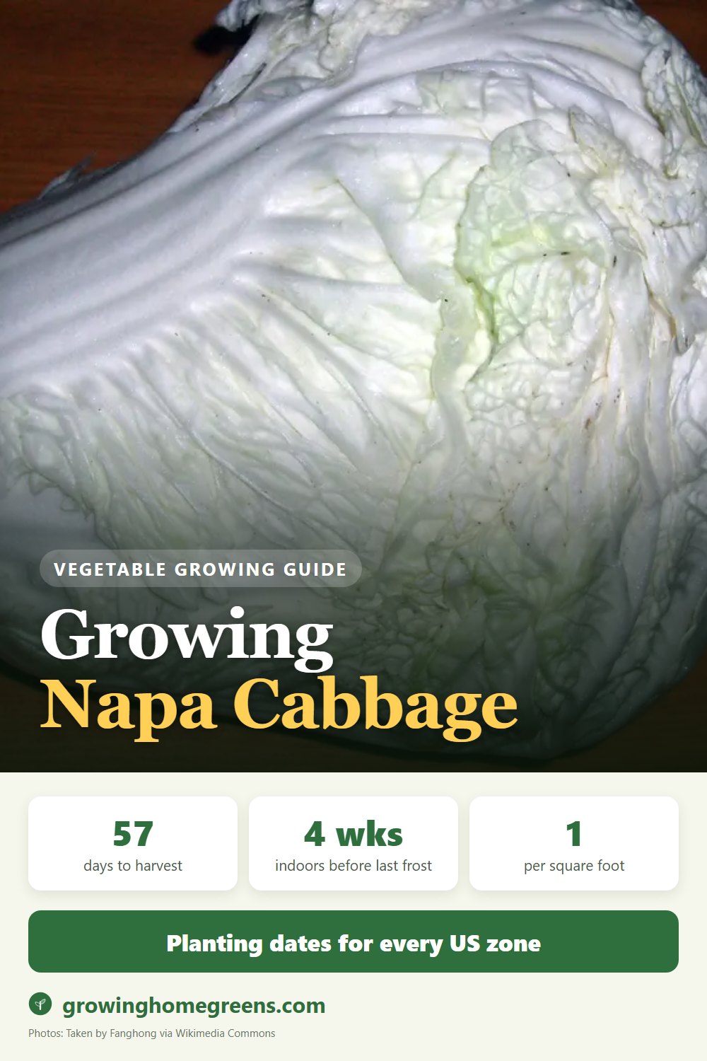 Napa Cabbage (Chinese Cabbage): growing guide