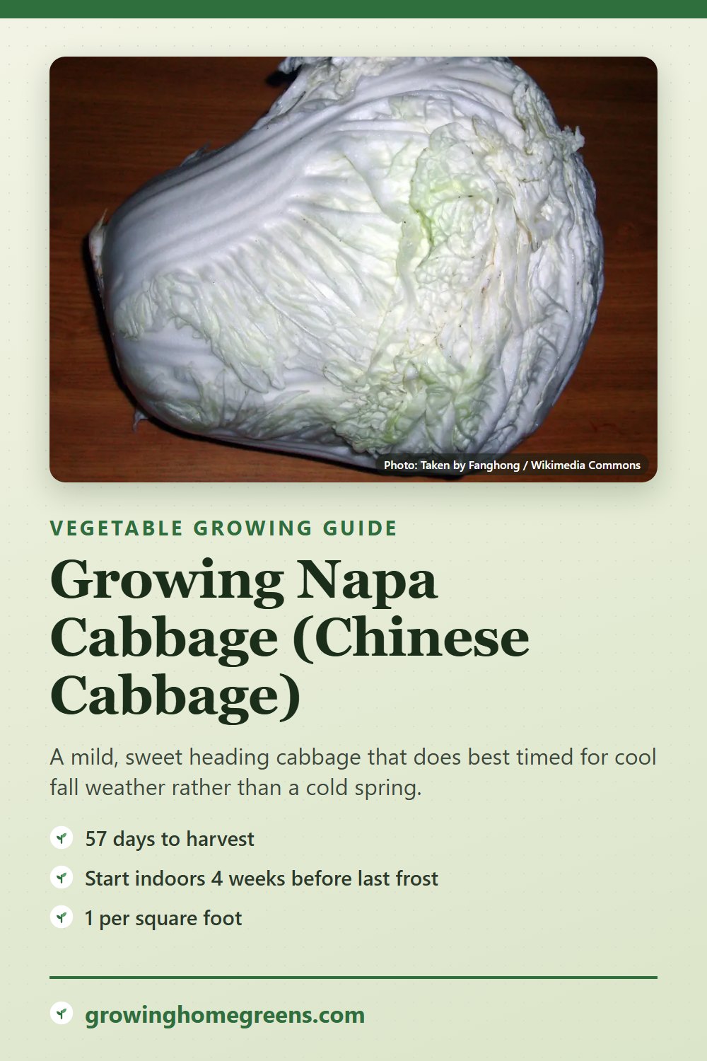Napa Cabbage (Chinese Cabbage): growing guide
