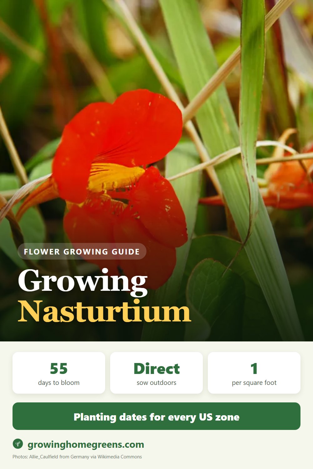 Nasturtium: growing guide