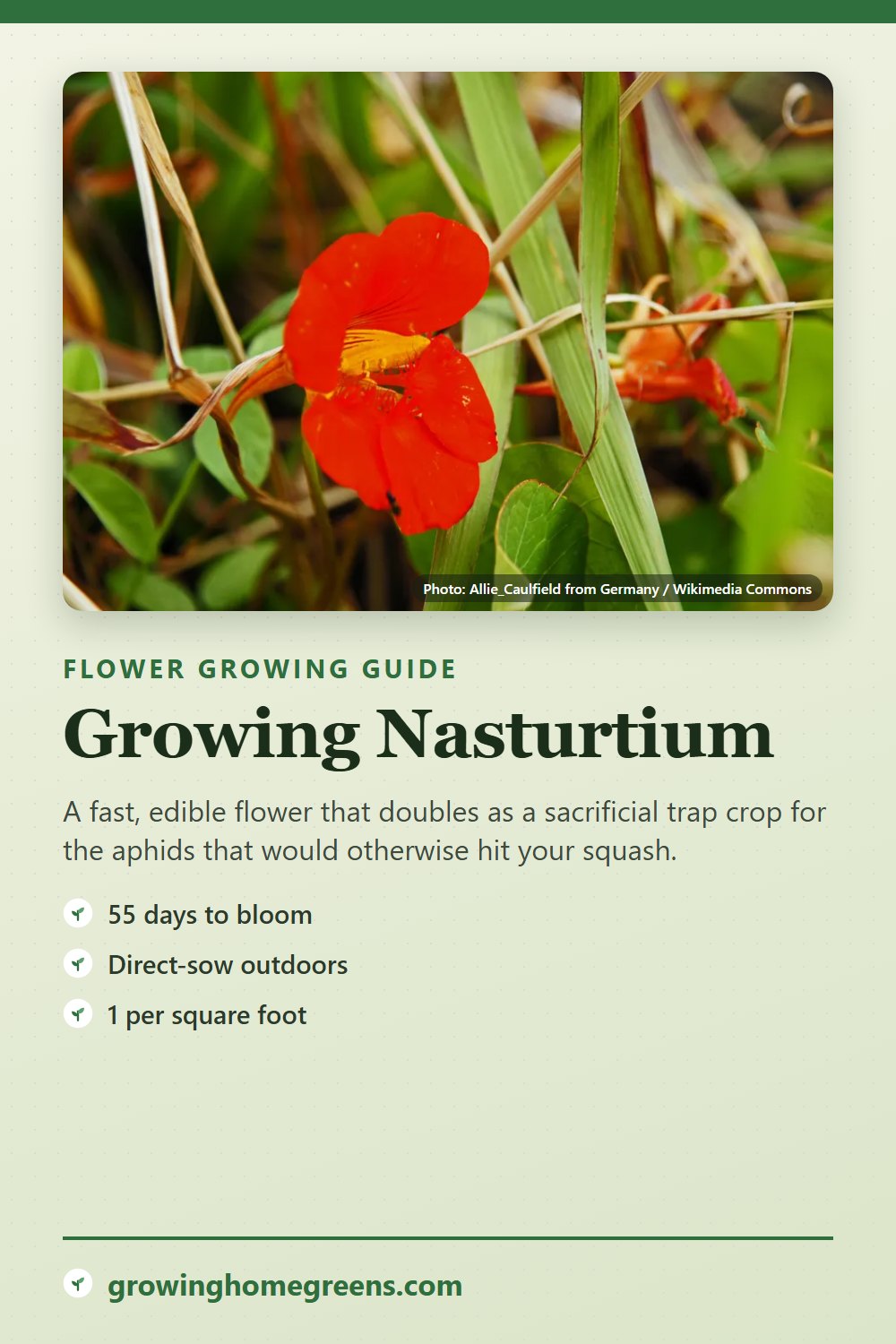 Nasturtium: growing guide