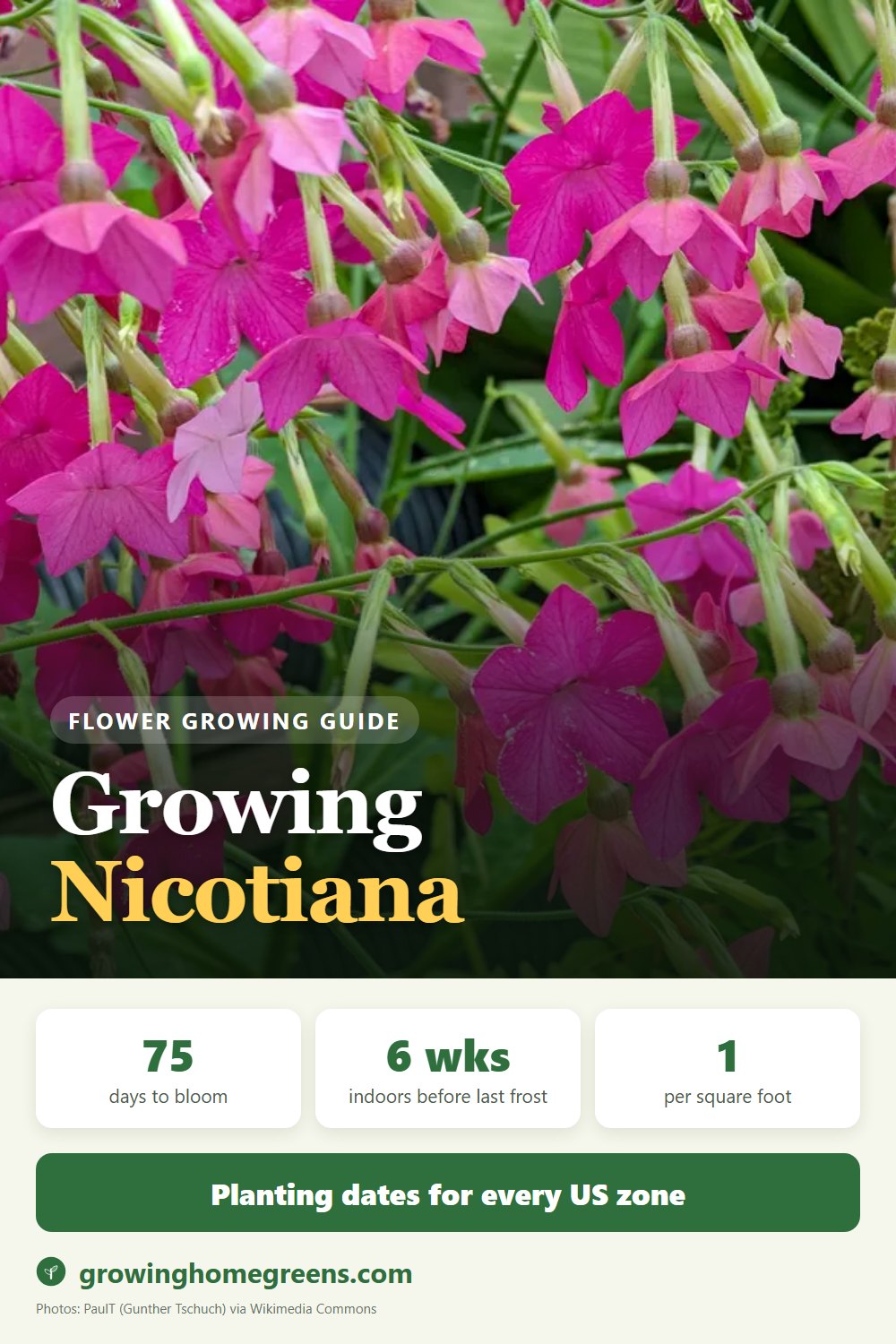 Nicotiana (Flowering Tobacco): growing guide