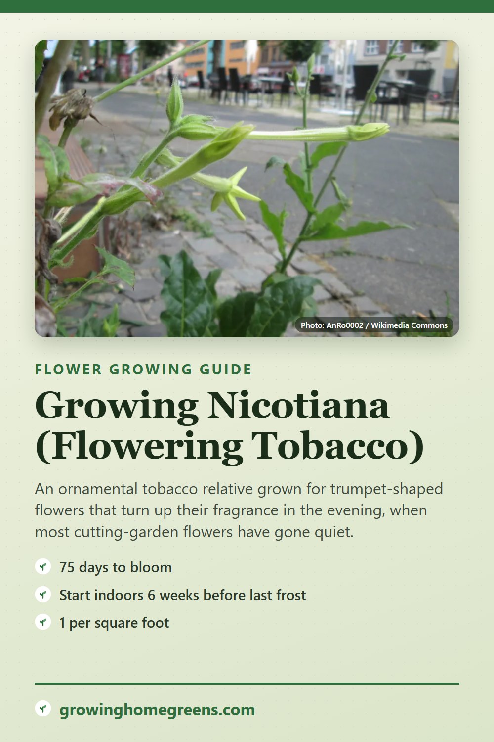 Nicotiana (Flowering Tobacco): growing guide