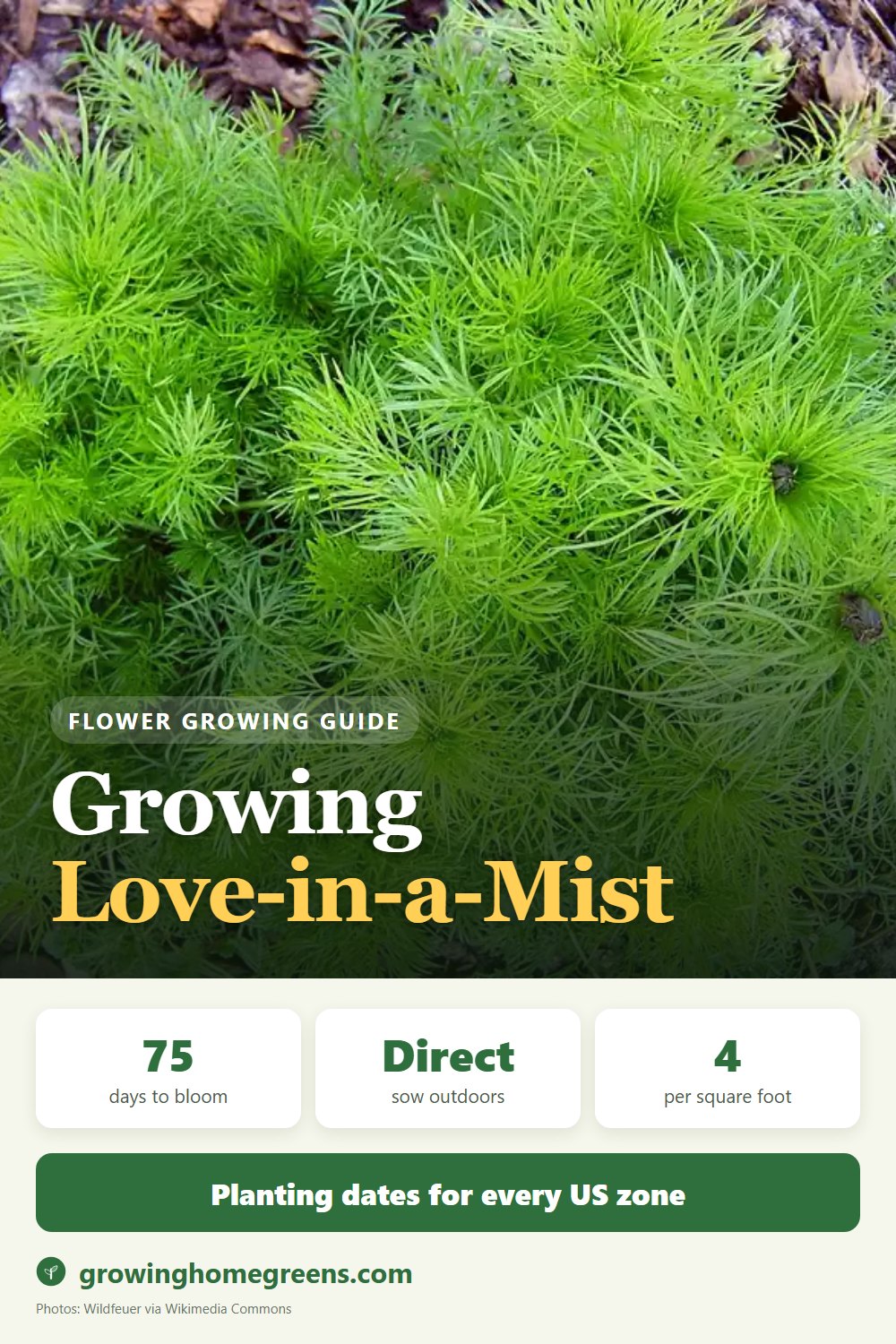 Growing Love-in-a-Mist (Nigella) in USDA zone 10b