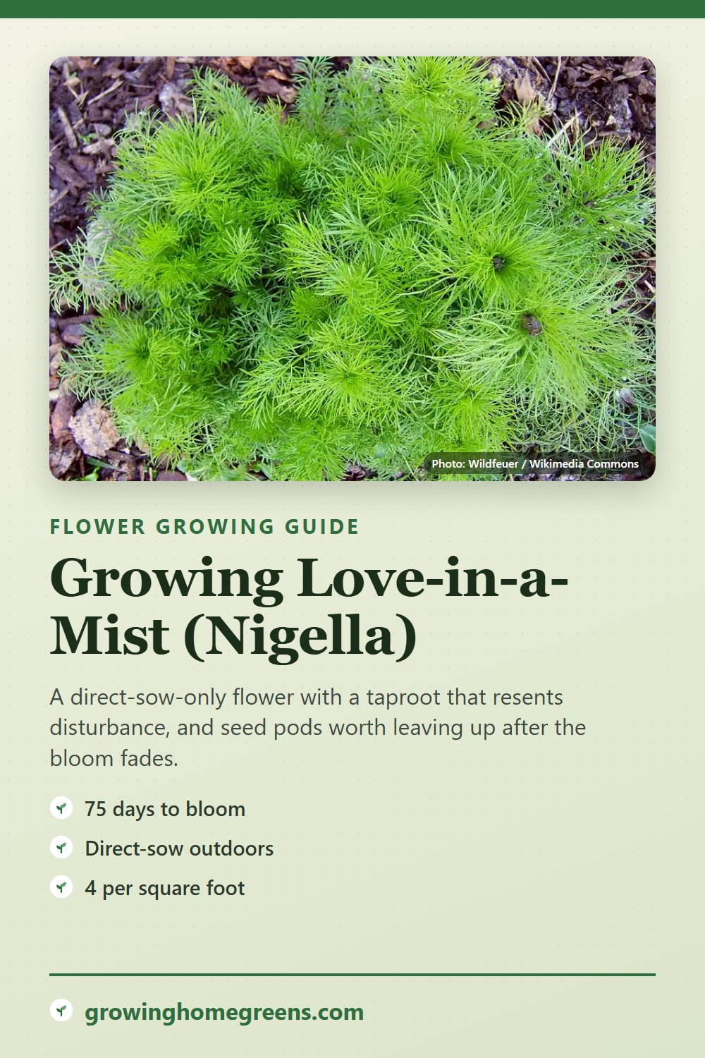 Love-in-a-Mist (Nigella): growing guide