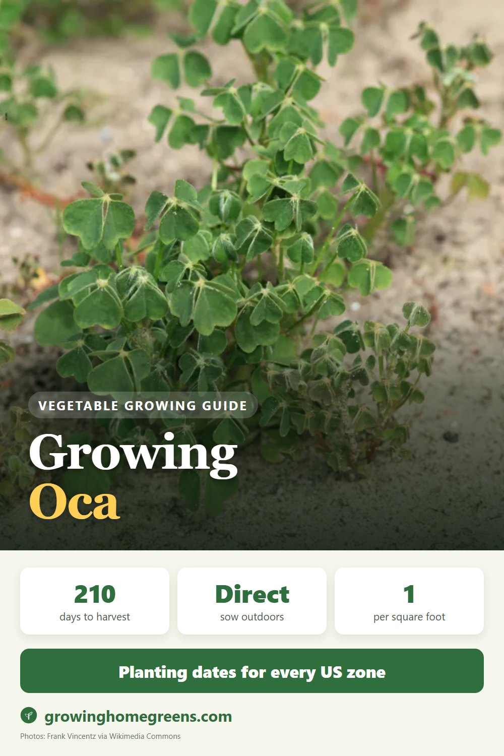 Oca: growing guide