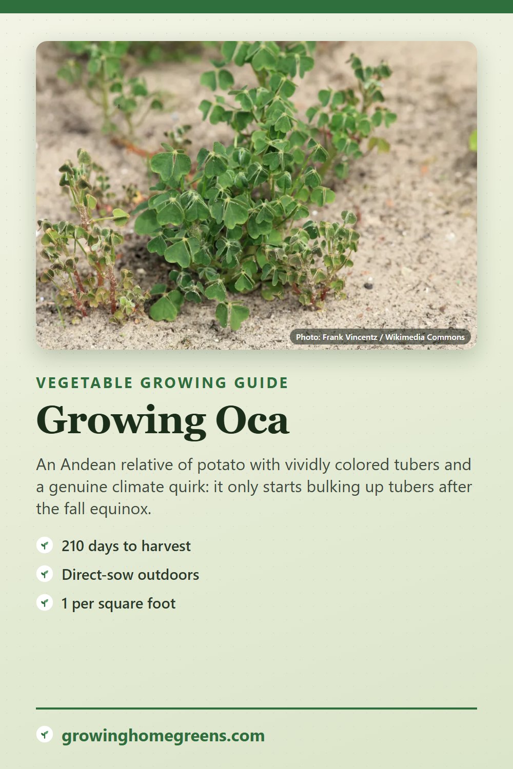Oca: growing guide