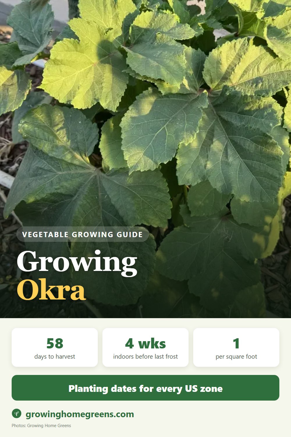 Okra: growing guide