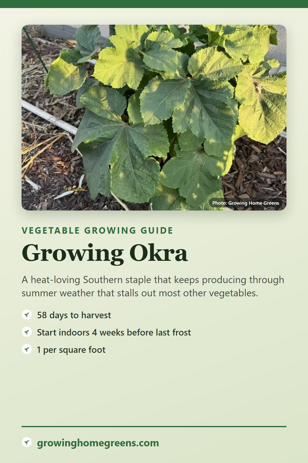 Okra: growing guide
