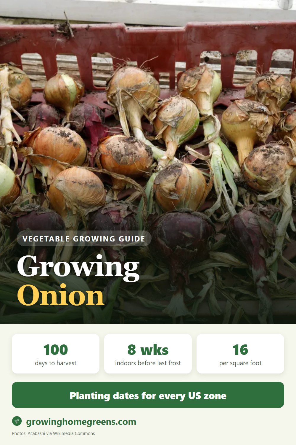 Onion: growing guide