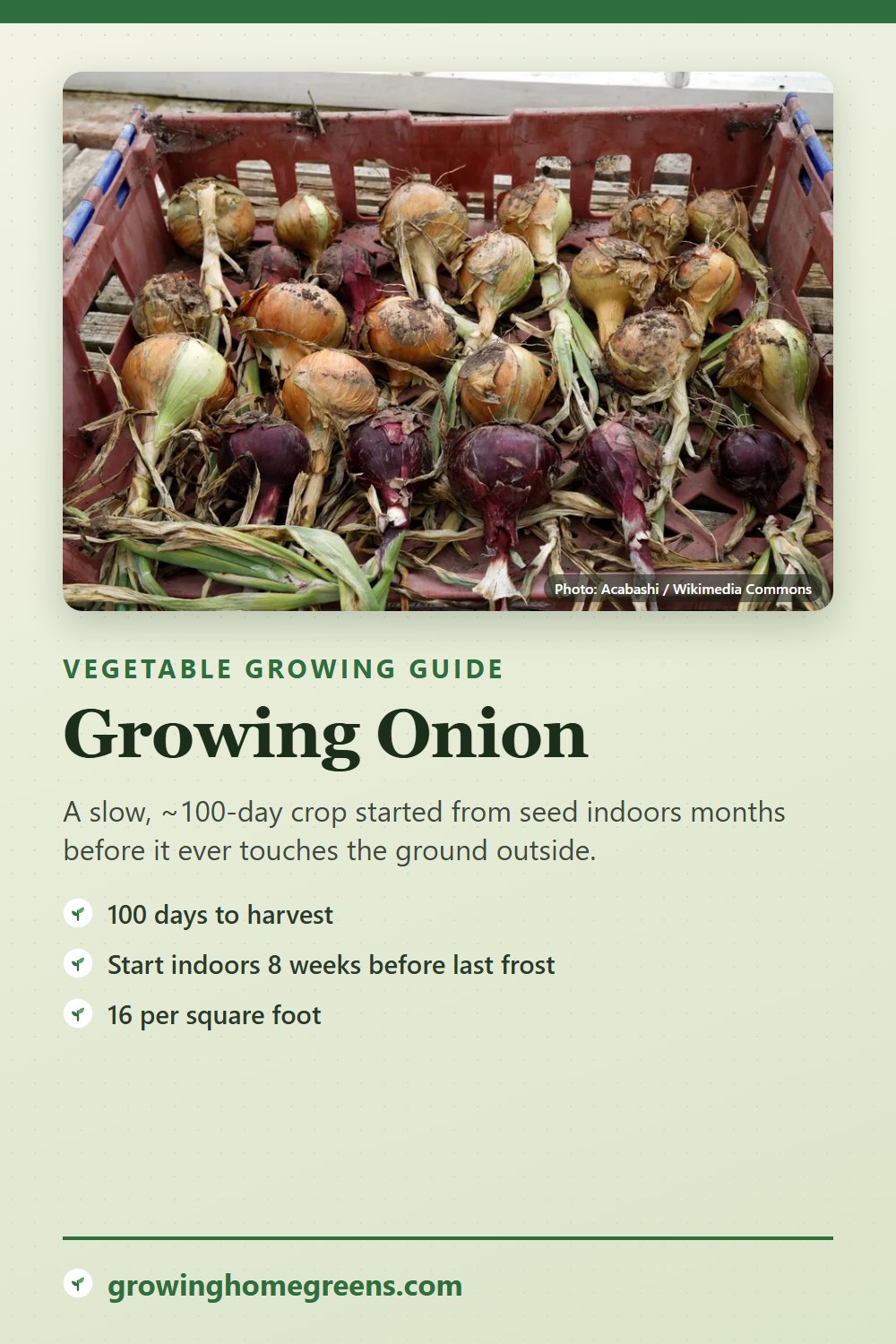 Onion: growing guide