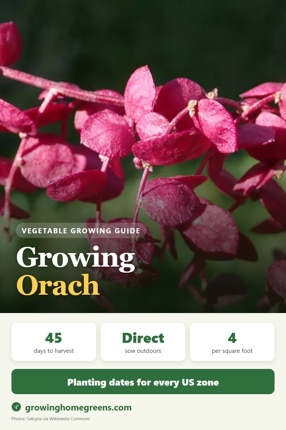 Orach (Mountain Spinach): growing guide