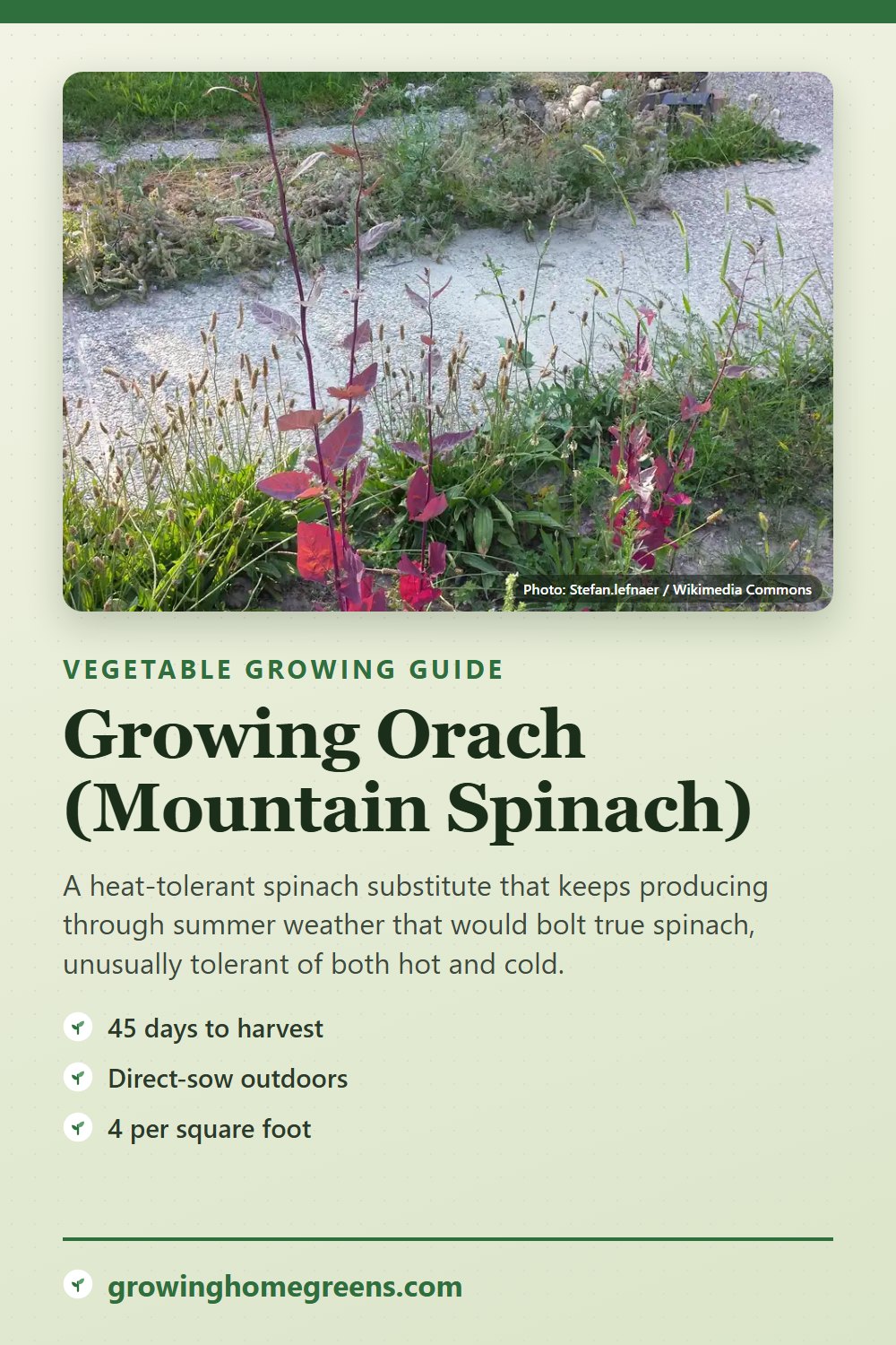 Orach (Mountain Spinach): growing guide