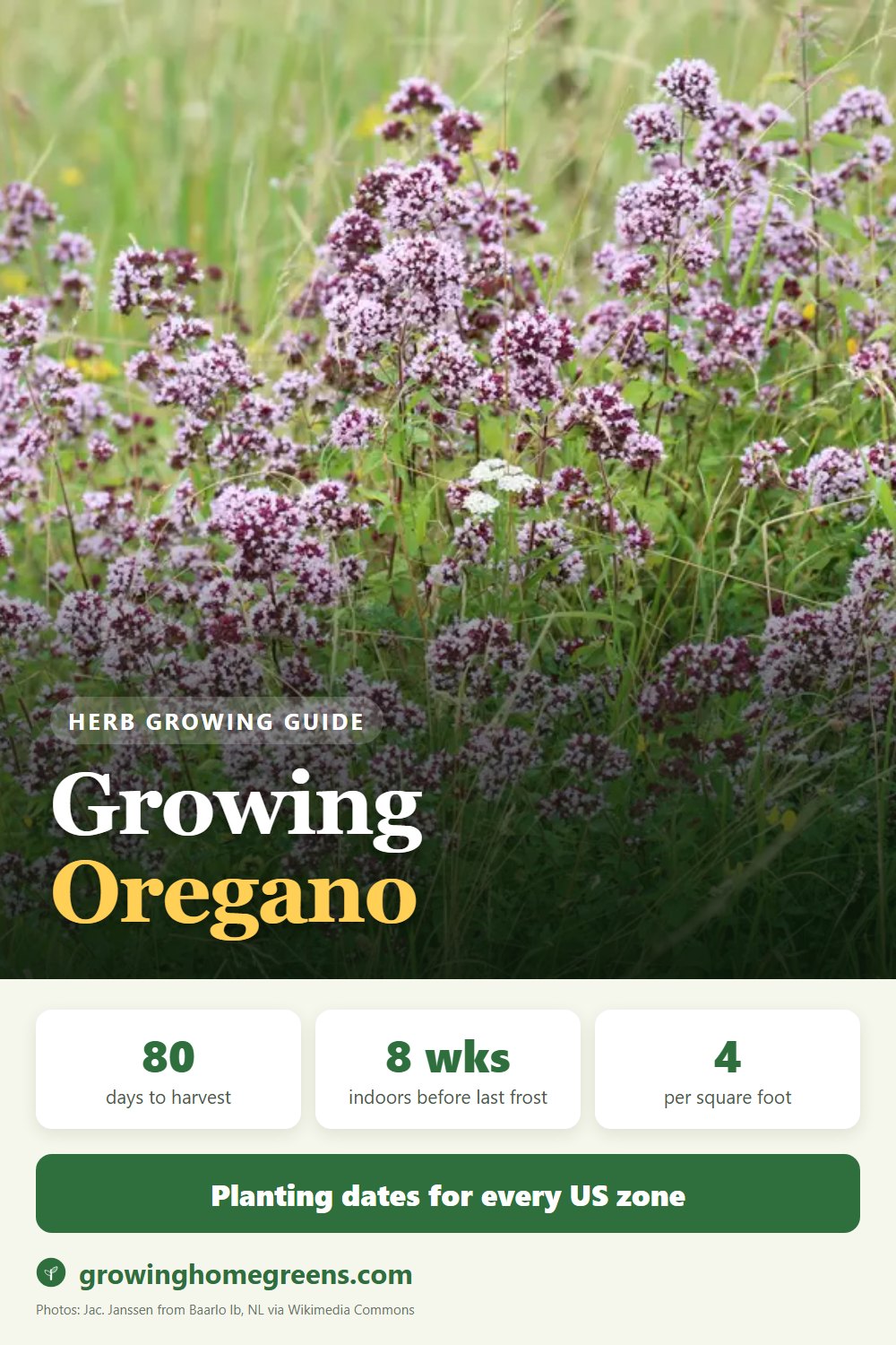 Oregano: growing guide