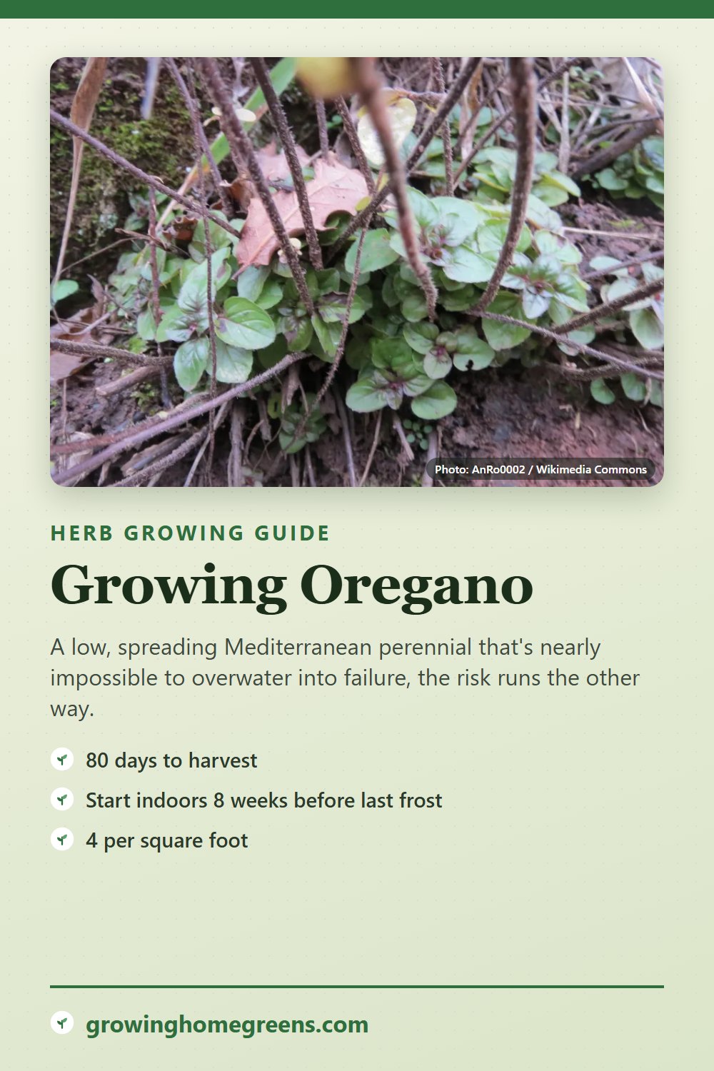 Oregano: growing guide