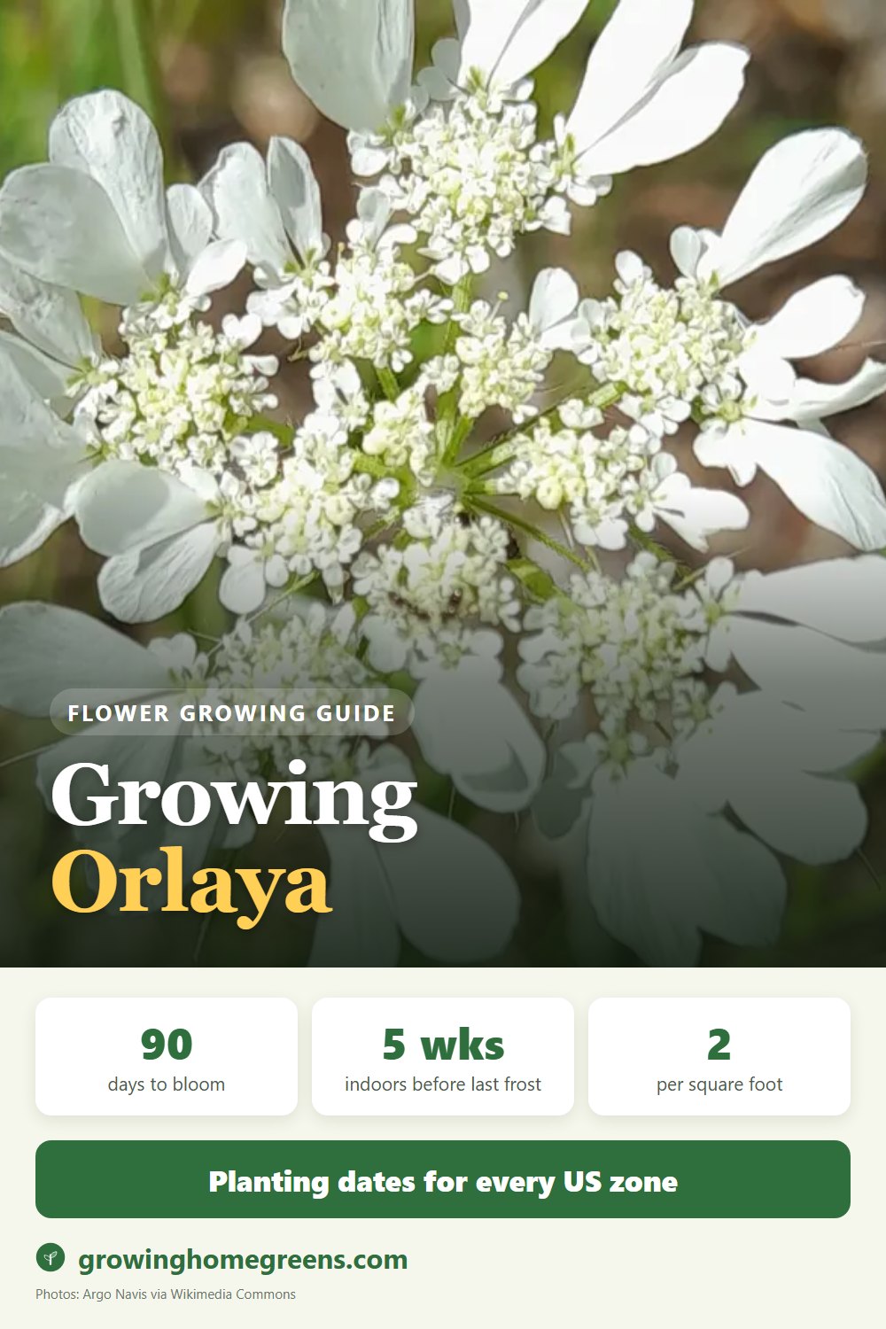 Orlaya (Laceflower): growing guide