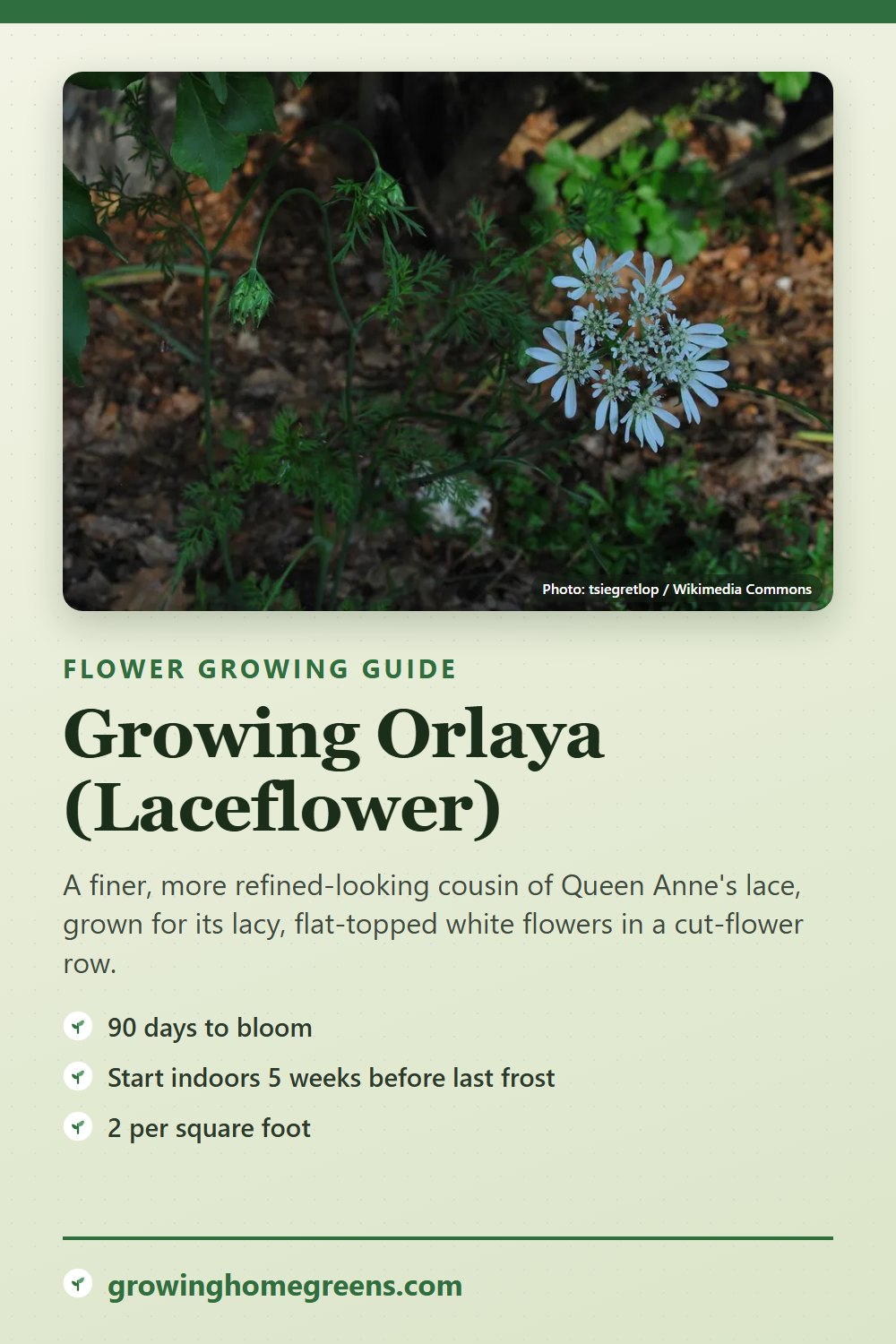 Orlaya (Laceflower): growing guide