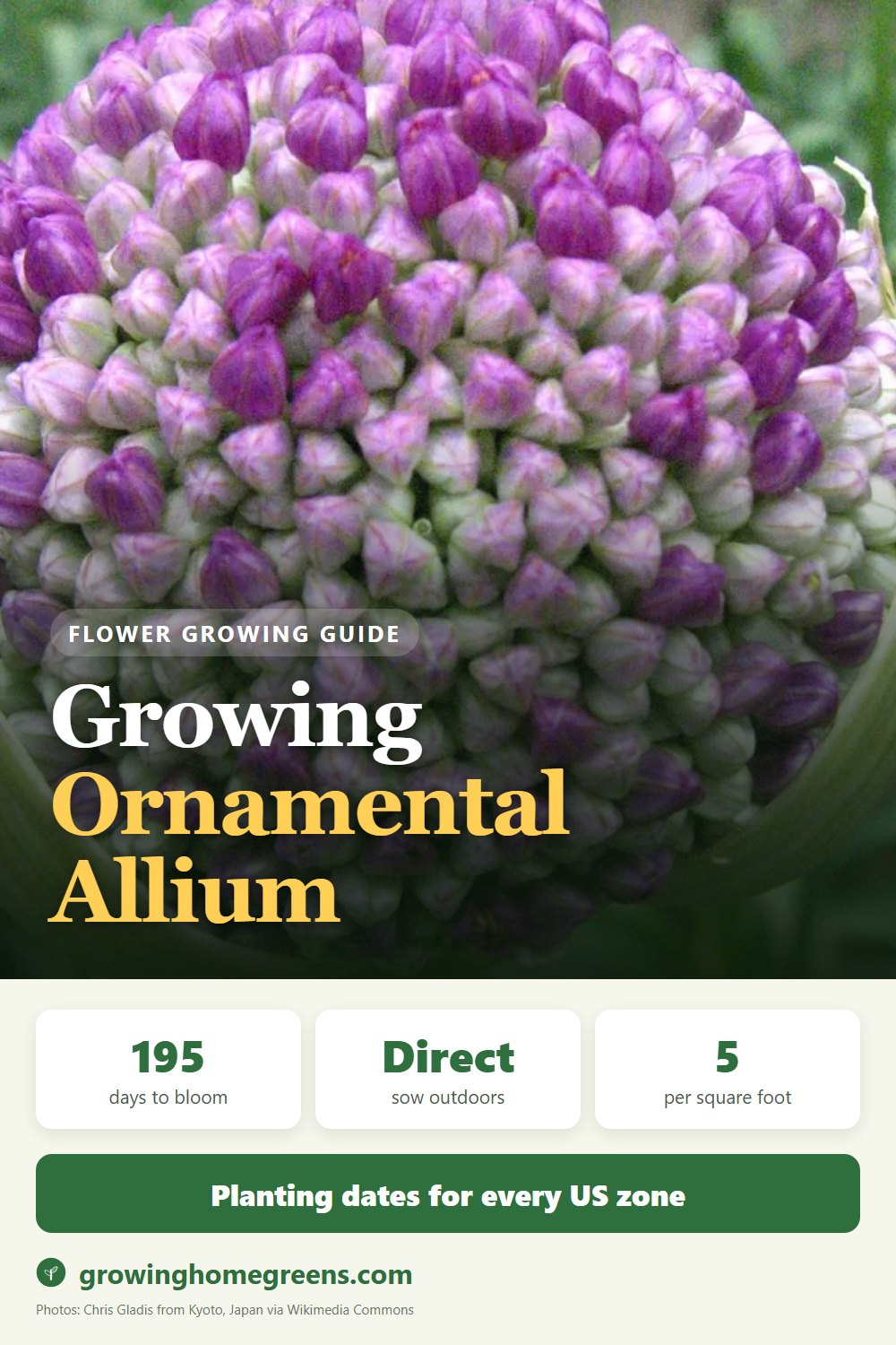 Ornamental Allium: growing guide