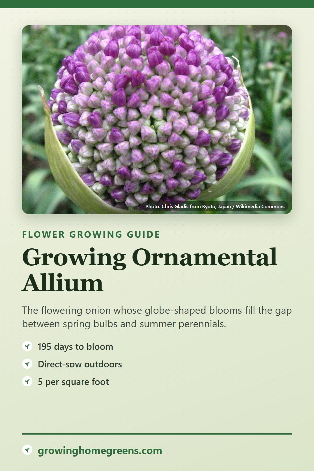 Ornamental Allium: growing guide