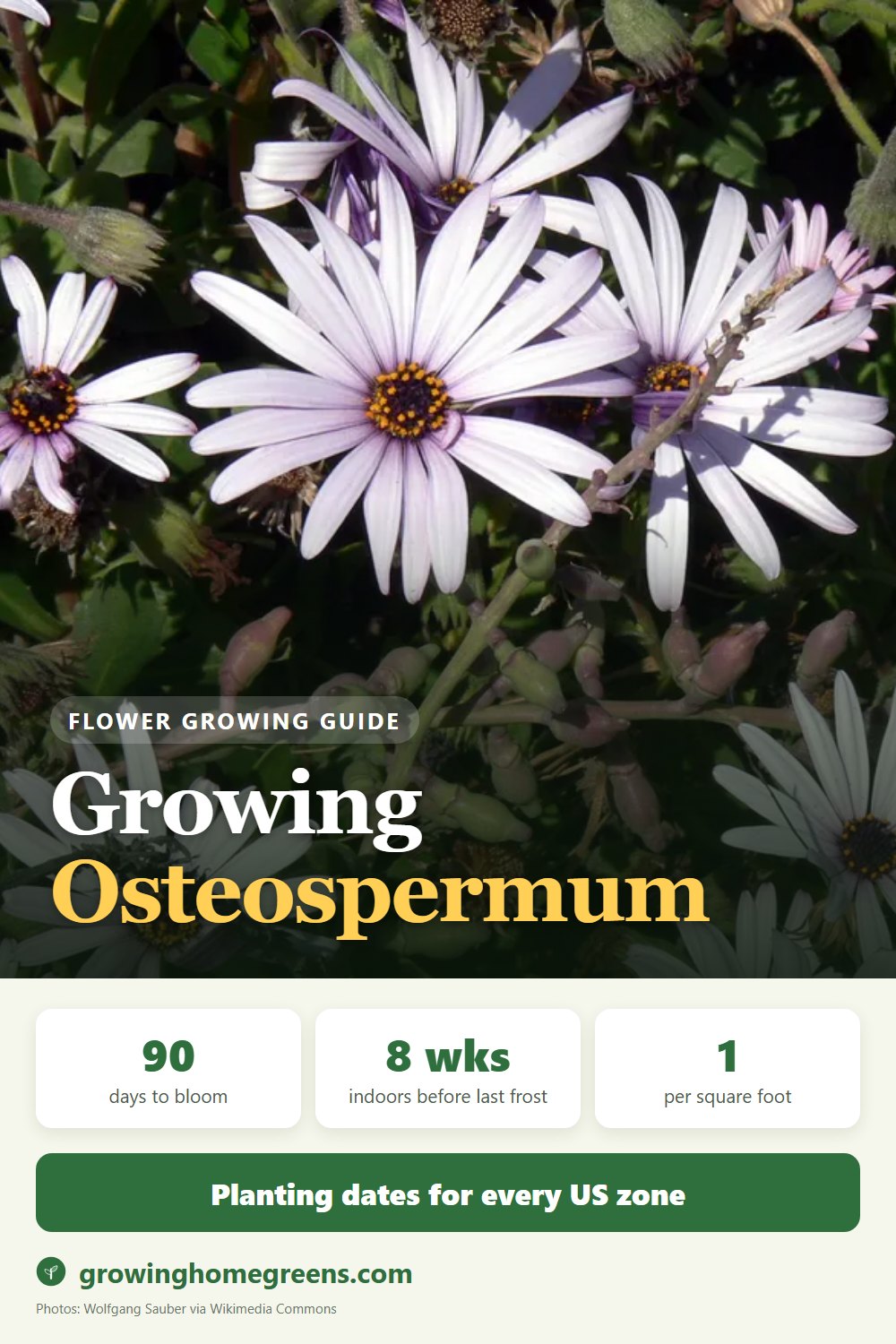 Osteospermum: growing guide
