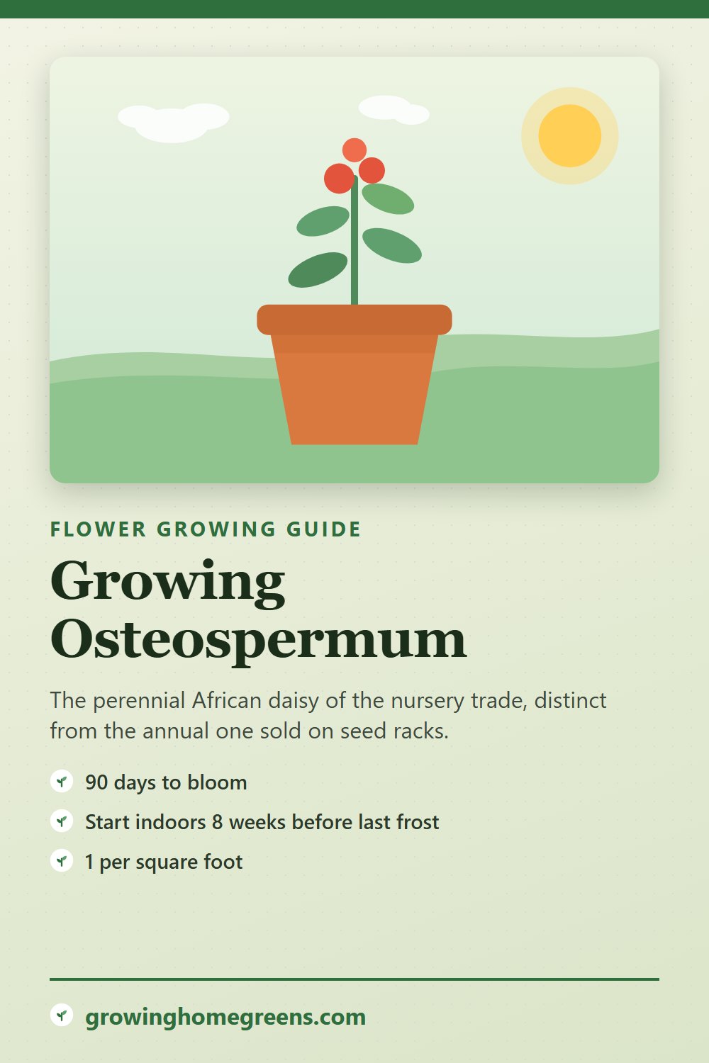Osteospermum: growing guide