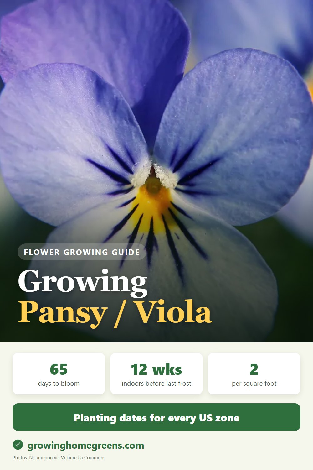 Pansy / Viola: growing guide