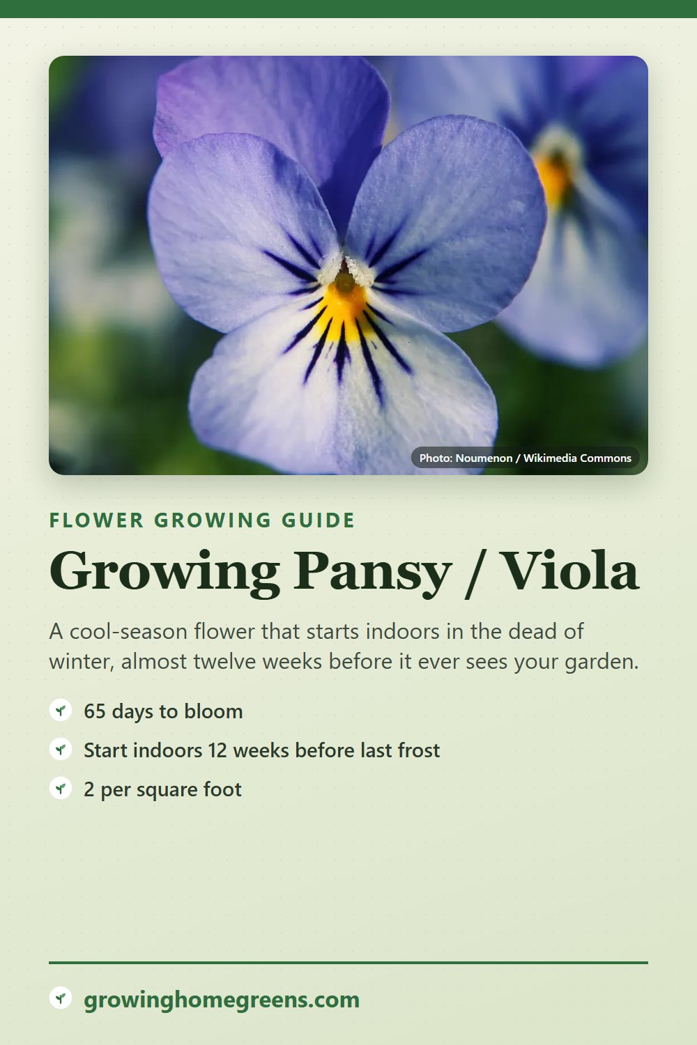 Pansy / Viola: growing guide