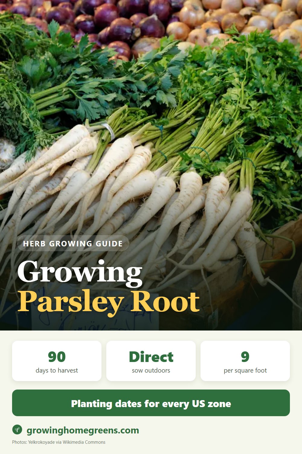 Parsley Root (Hamburg Parsley): growing guide