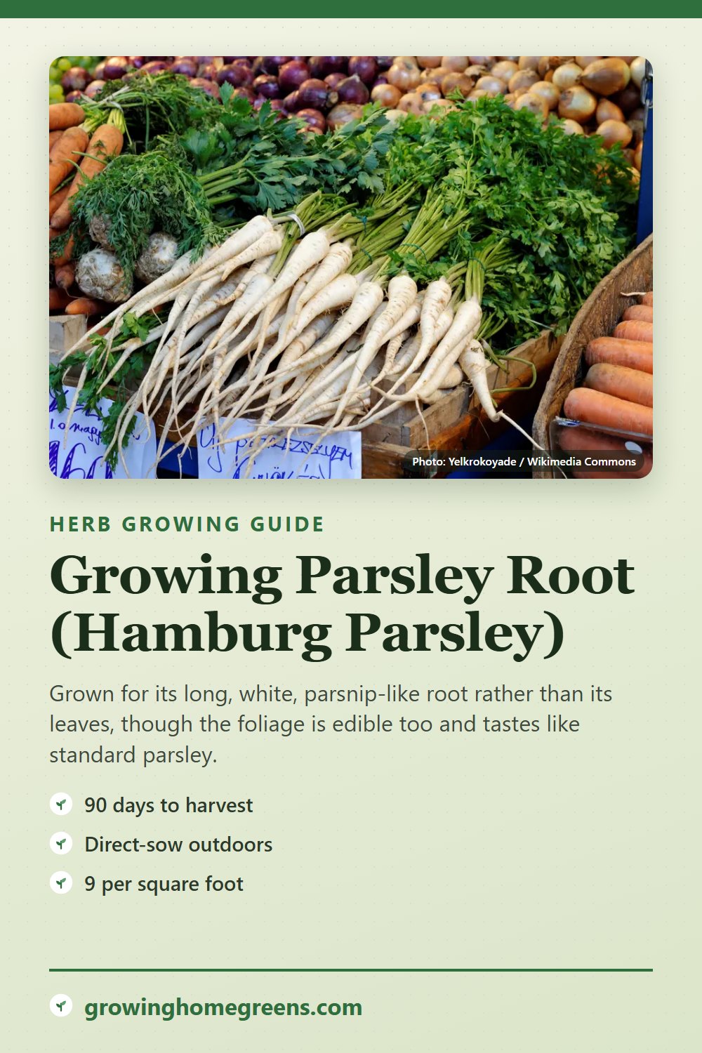 Parsley Root (Hamburg Parsley): growing guide