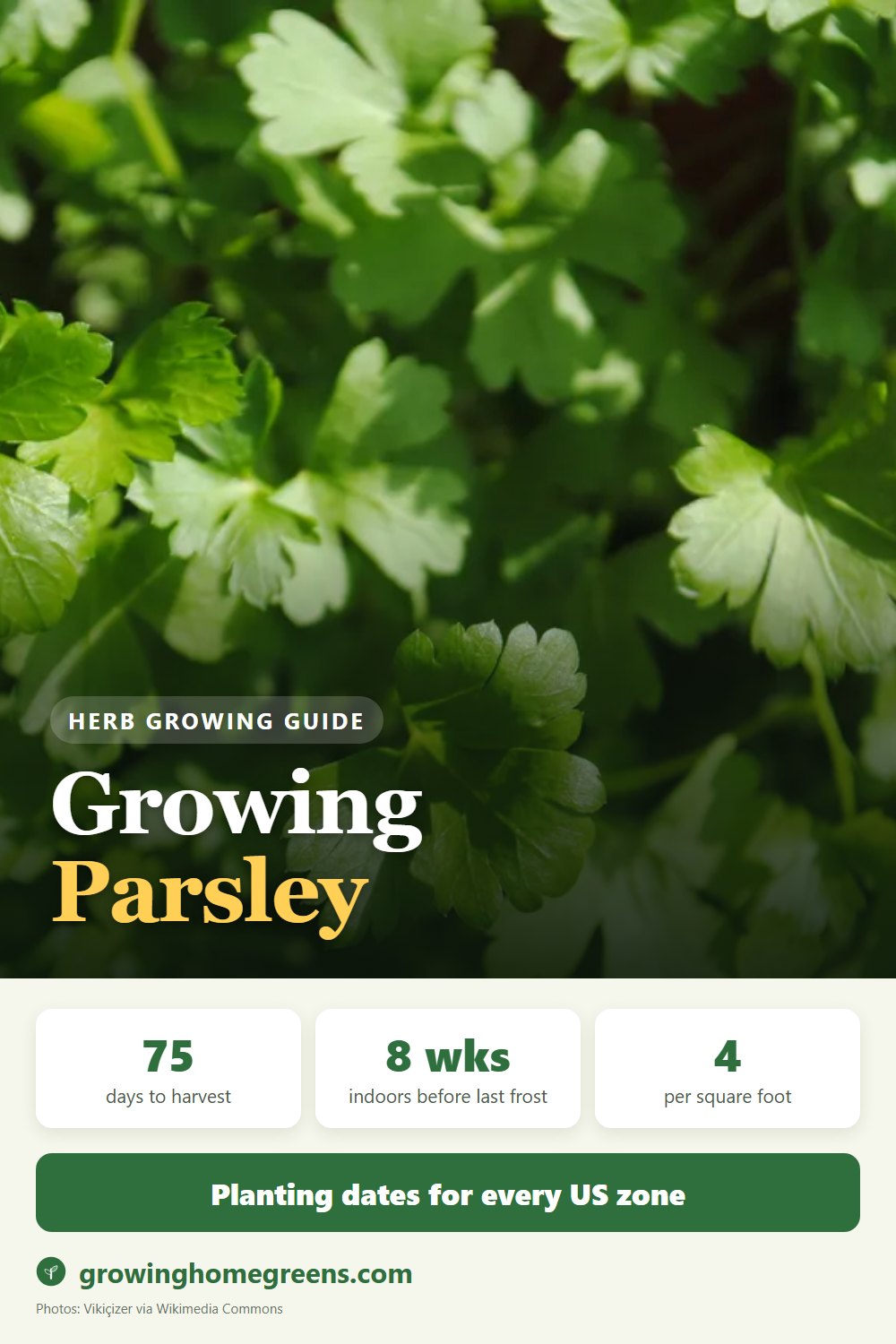 Parsley: growing guide