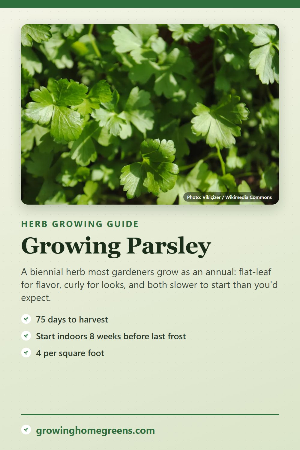 Parsley: growing guide