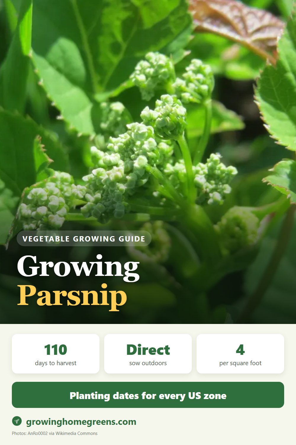 Growing Parsnip in USDA zone 9b