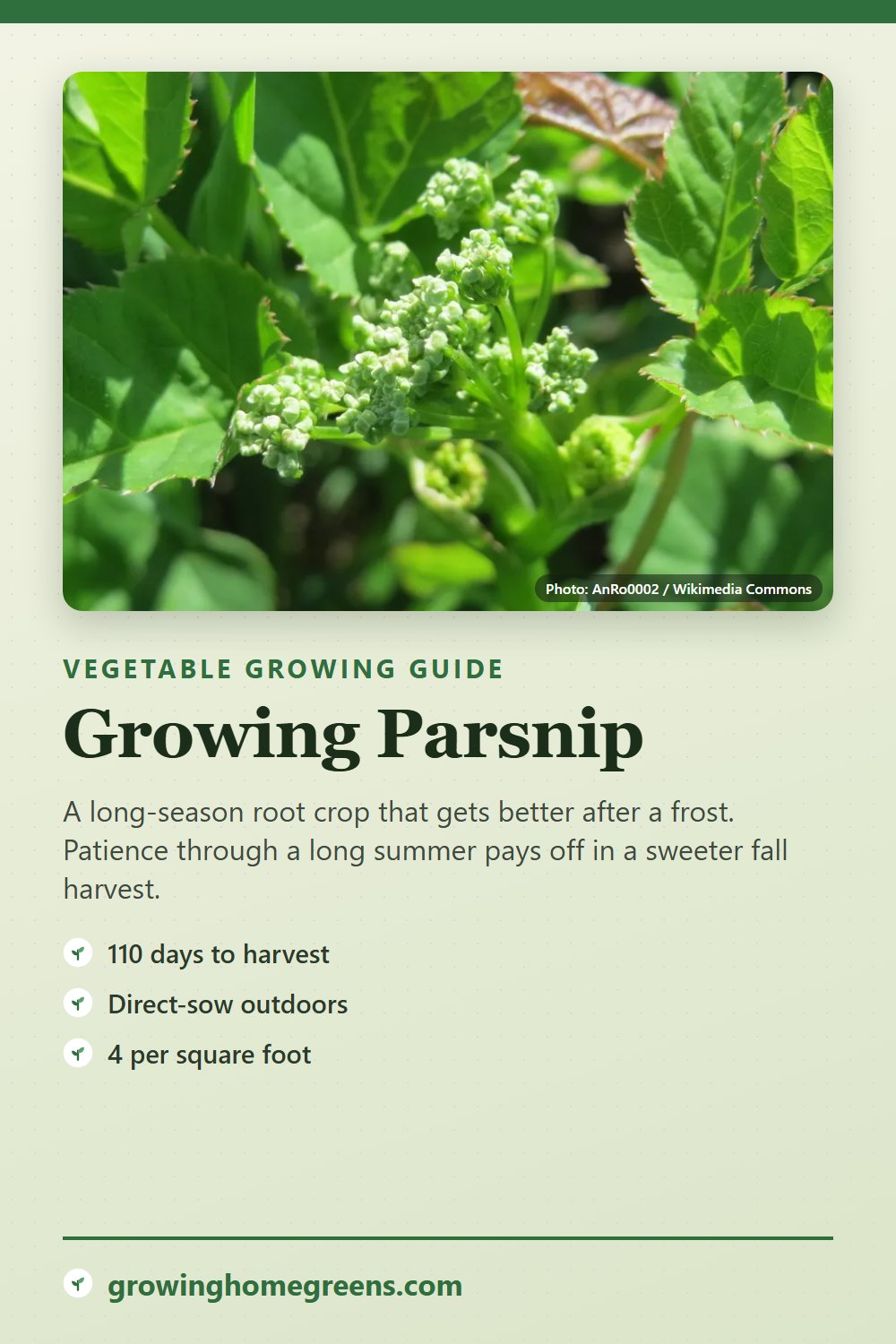 Parsnip: growing guide
