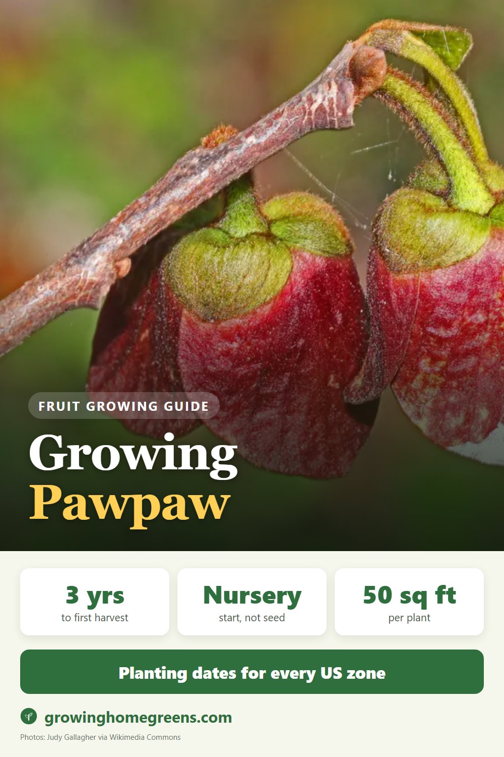 Pawpaw: growing guide