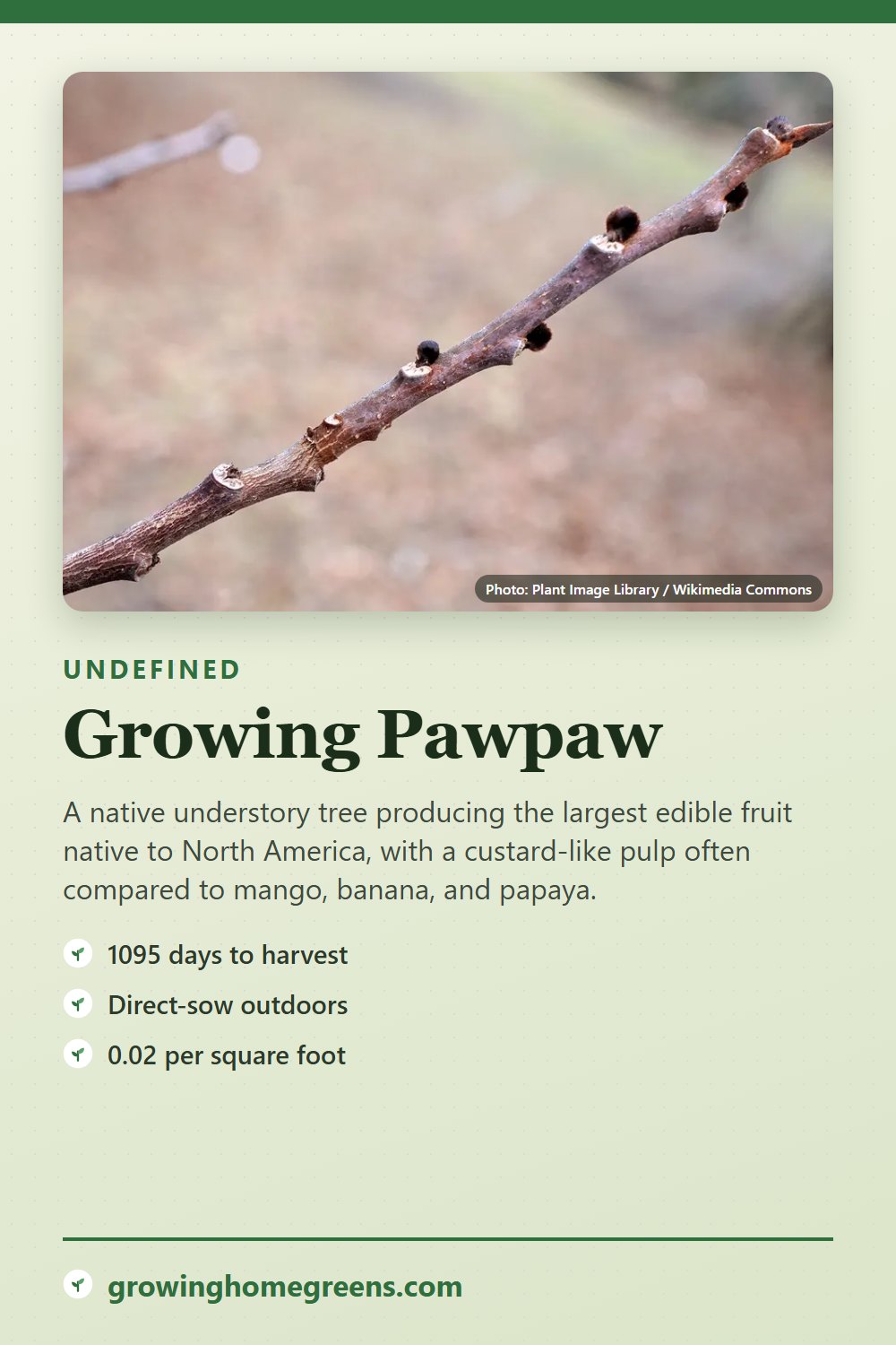 Pawpaw: growing guide