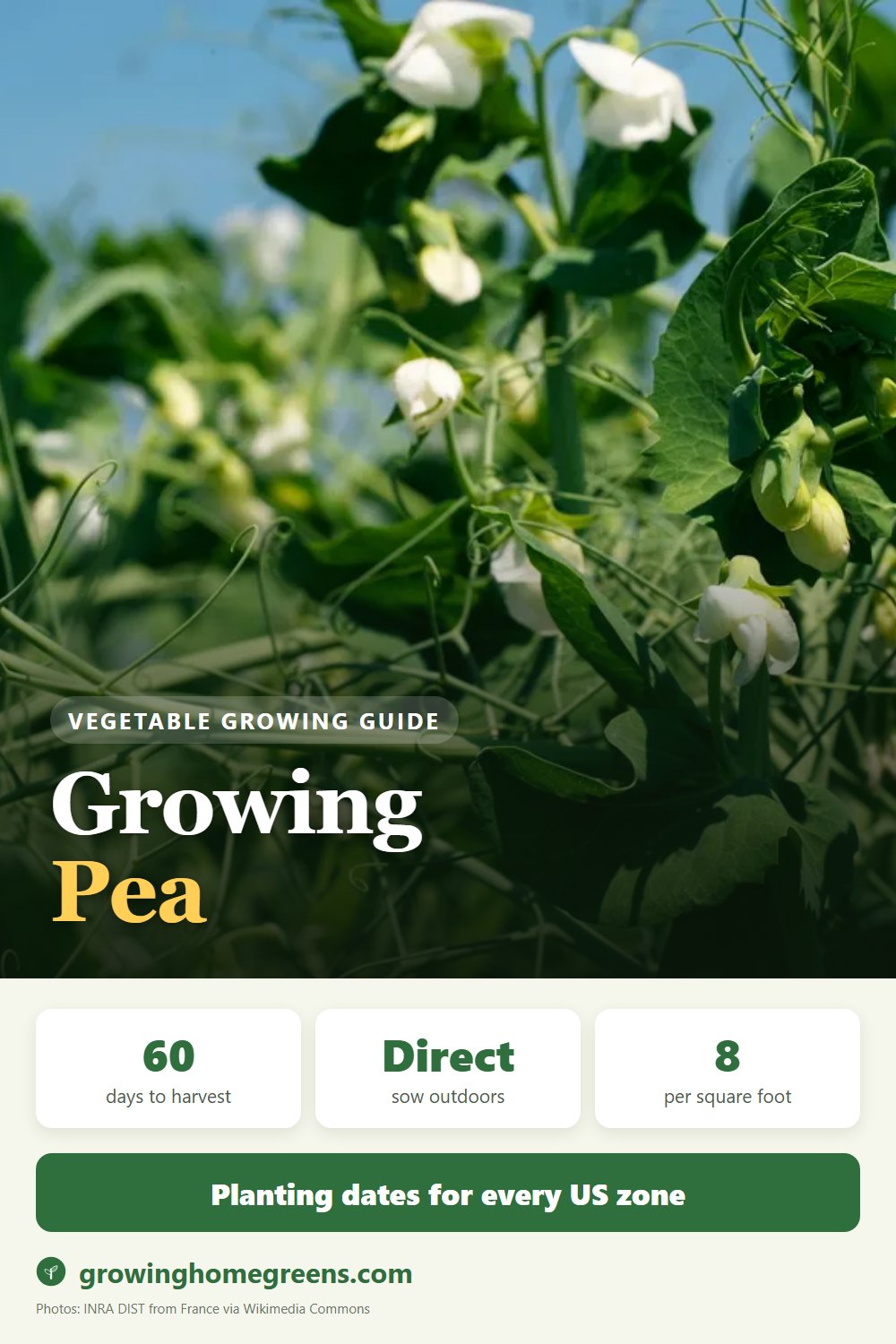 Pea: growing guide