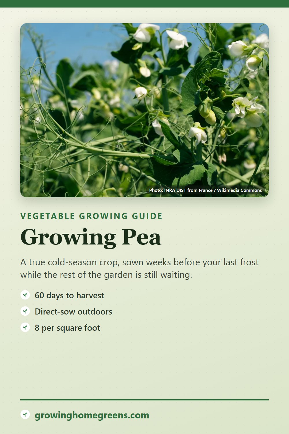 Pea: growing guide