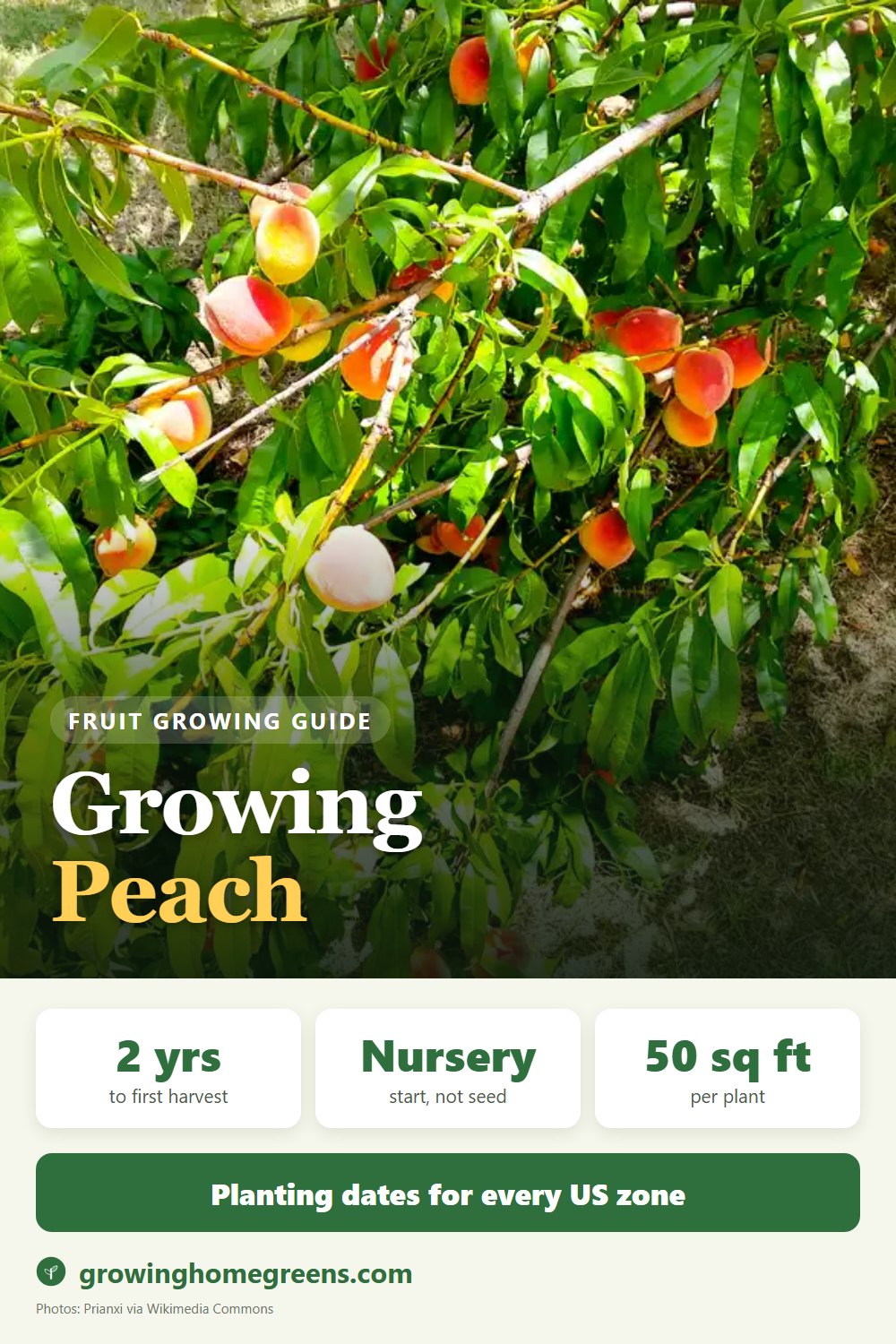 Peach: growing guide