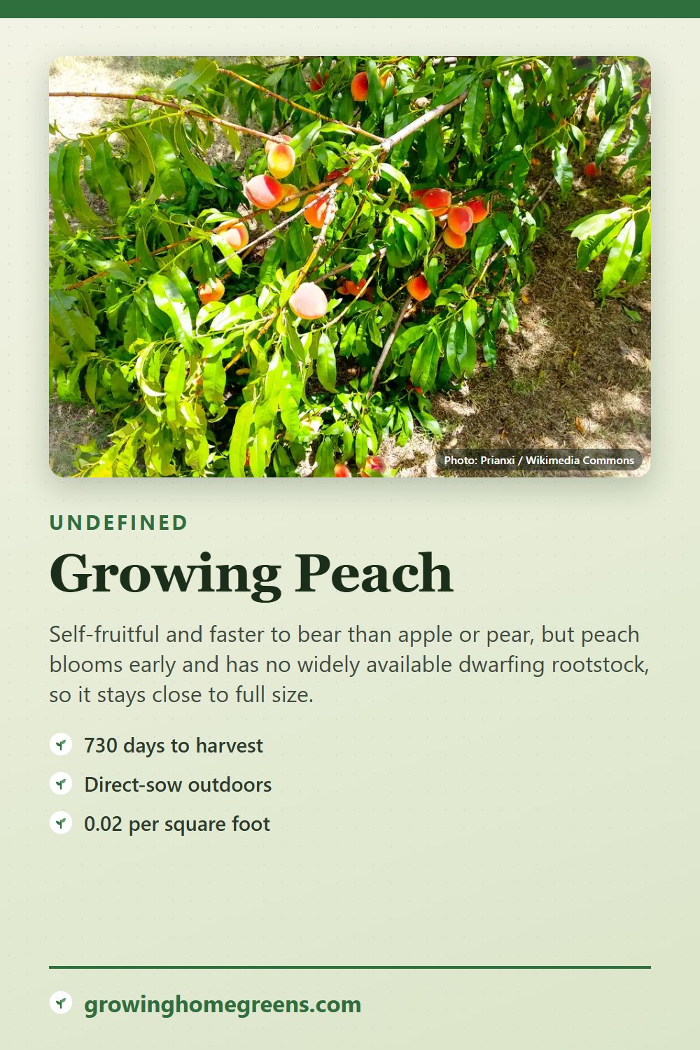 Peach: growing guide