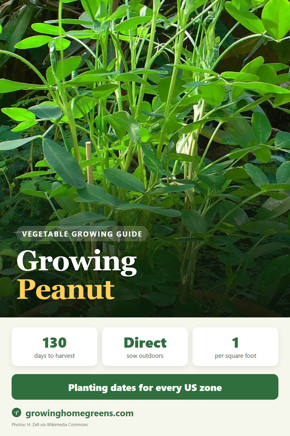 Growing Peanut in USDA zone 10b