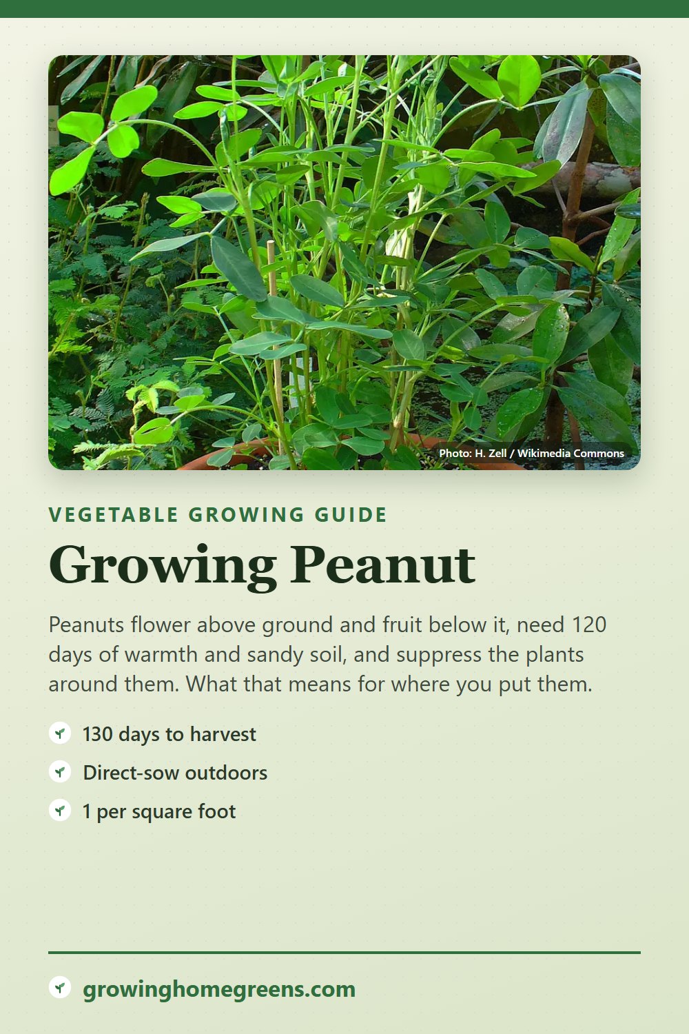 Peanut: growing guide
